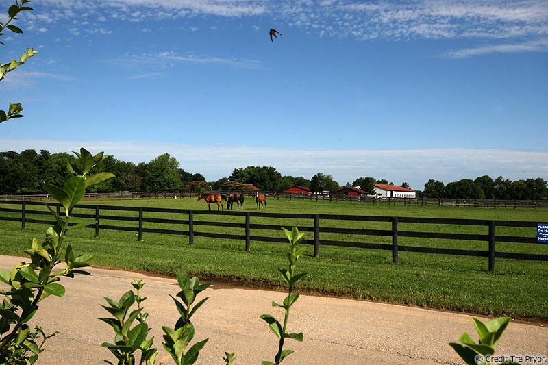 Photo of three horses at Honeysuckle Stables by Tre Pryor