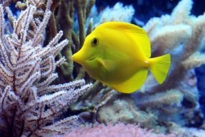 Read more about the article 3 Tips When Adding a Fish Tank to Your Interior Design