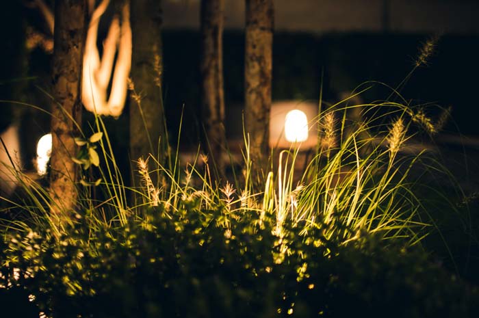 Photo of a garden with lighting