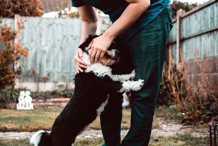 Photo of a house sitter playing with a dog