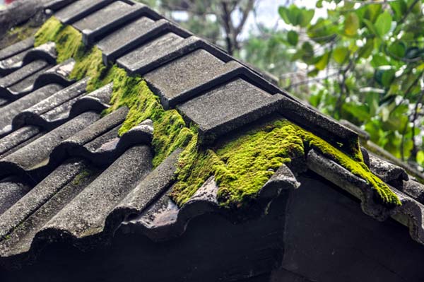 Photo of roof with lots of moss on it
