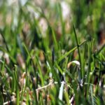 The Best Turfgrass for Your Property