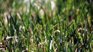 Read more about the article The Best Turfgrass for Your Property