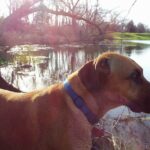 The Best Louisville Dog Parks