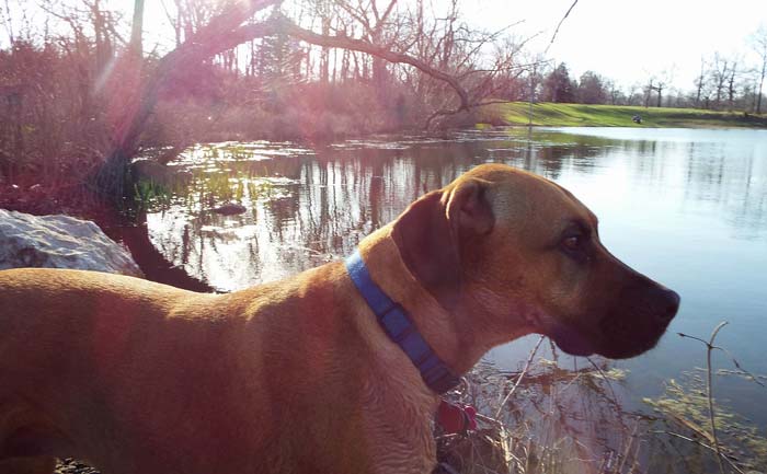 Read more about the article Louisville’s Best Dog Parks