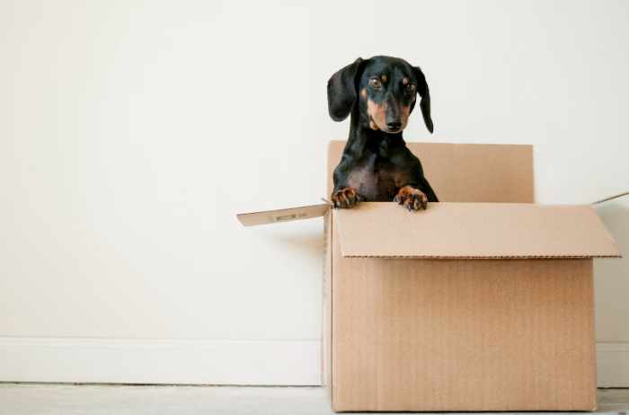 Photo of a dog in a moving box