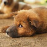 Getting A Puppy? Here Are 7 Ways to Puppy-Proof Your Home