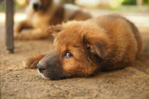 Read more about the article Getting A Puppy? Here Are 7 Ways to Puppy-Proof Your Home