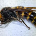 Asian Giant Hornets and Your Home, 6 Things to Know