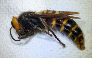 Read more about the article Asian Giant Hornets and Your Home, 6 Things to Know