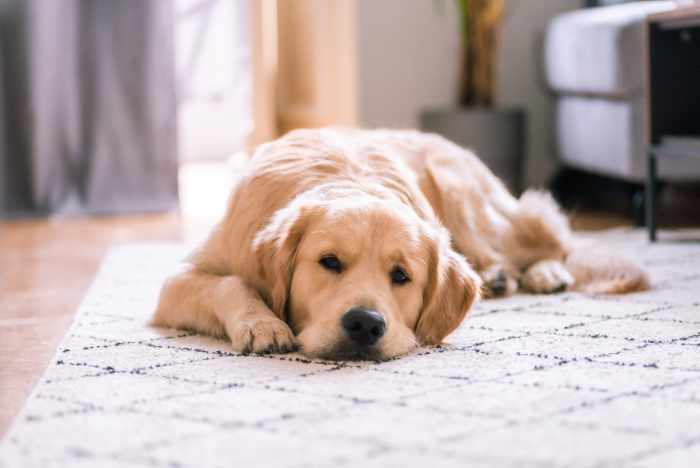 Photo of a dog laying on a rug in the family room
