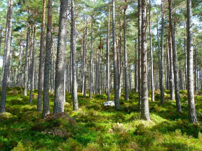 Photo of a piece of land with lots of trees on it - 6 Hidden Hurdles that Can Disrupt a Smooth Land Sale