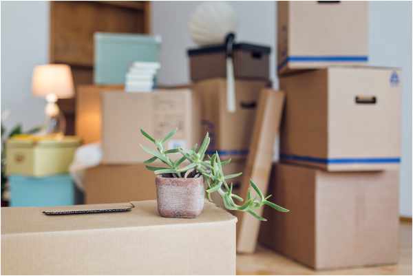 Photo of moving boxes and a plant - 5 Key Moving Tips When Relocating For a Job