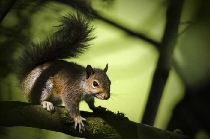 Photo of a squirrel - The Yearly Pest Calendar: What To Expect In Your Home