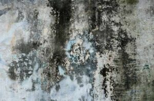 Read more about the article Finding the 5 Types of Hidden Damage Inside a Home