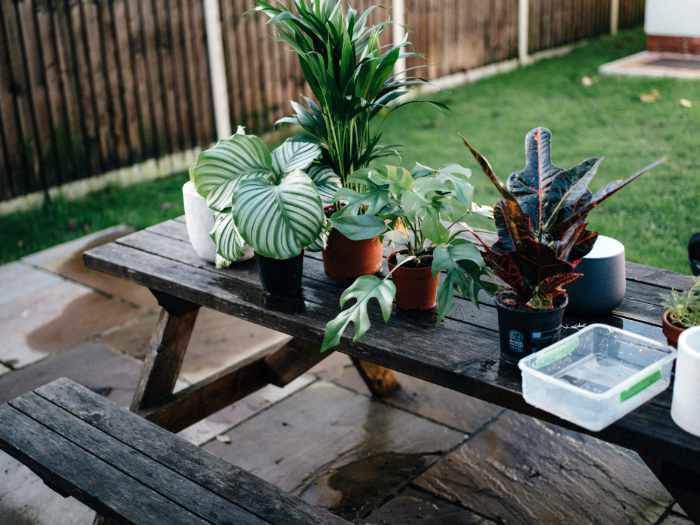 Photo of a backyard with picnic table and plants - How Smart Landscaping Enhances Home Resale Metrics