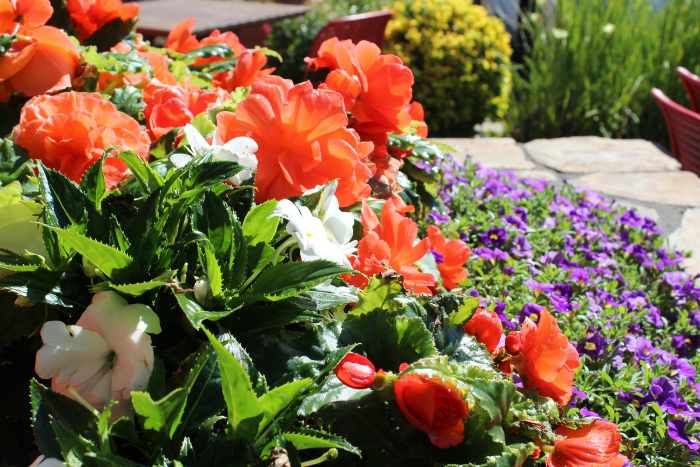 Photo of some colorful plants and flowers