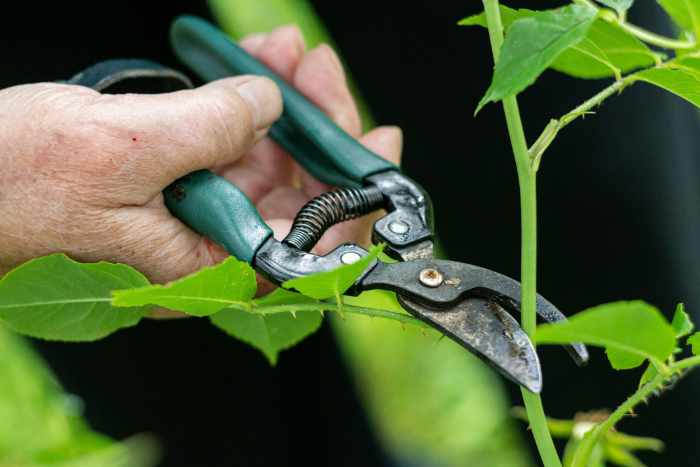 Photo of a man pruning a plant